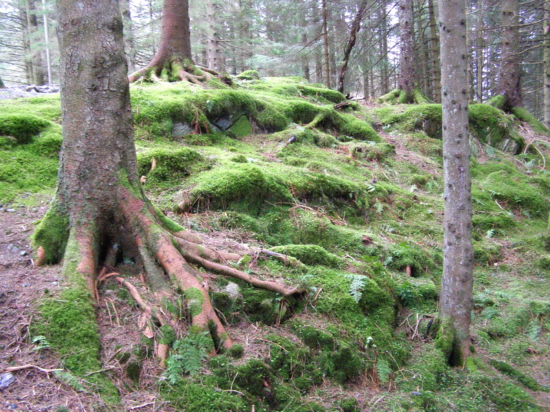 Норвежская новогодняя история...