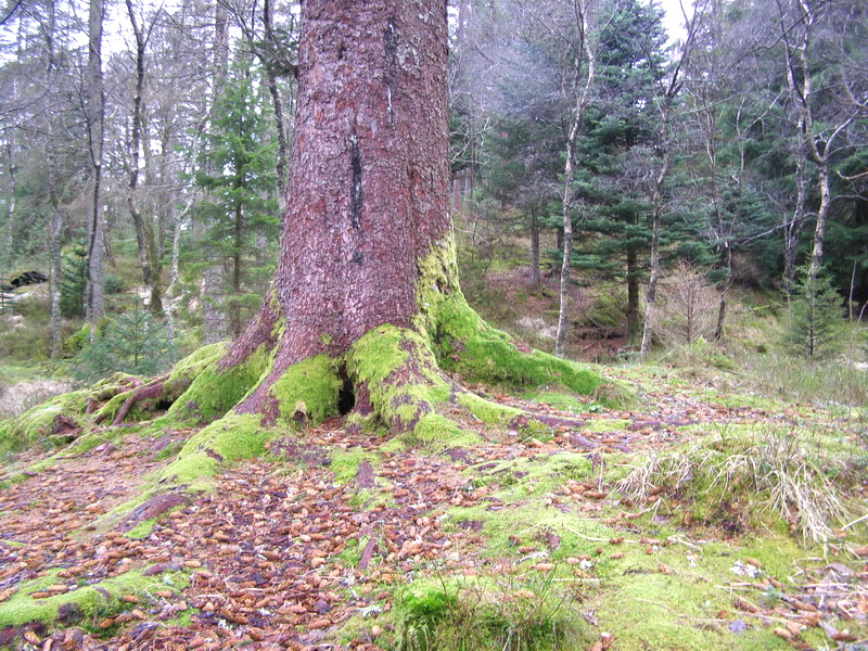 Норвежская новогодняя история...