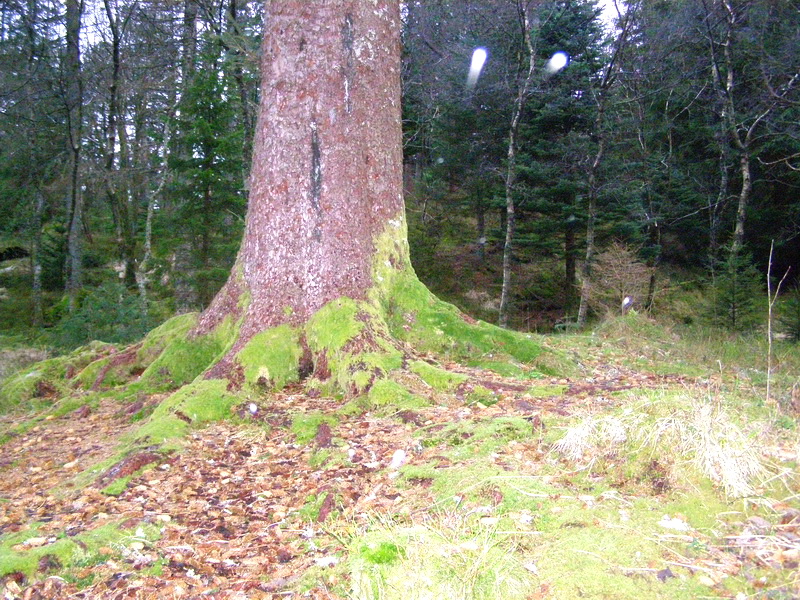 Норвежская новогодняя история...