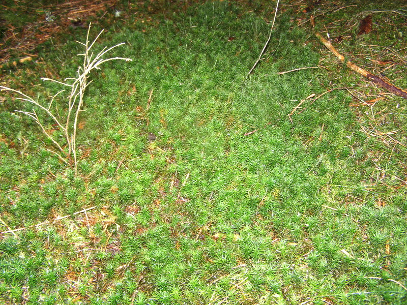 Норвежская новогодняя история...