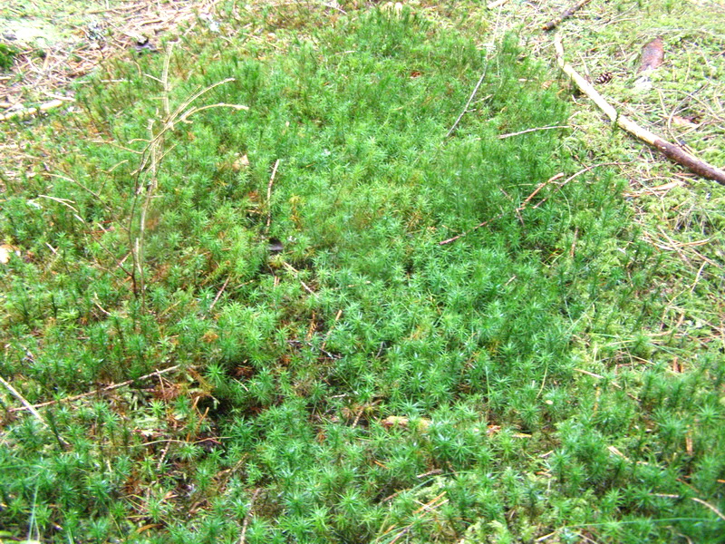 Норвежская новогодняя история...