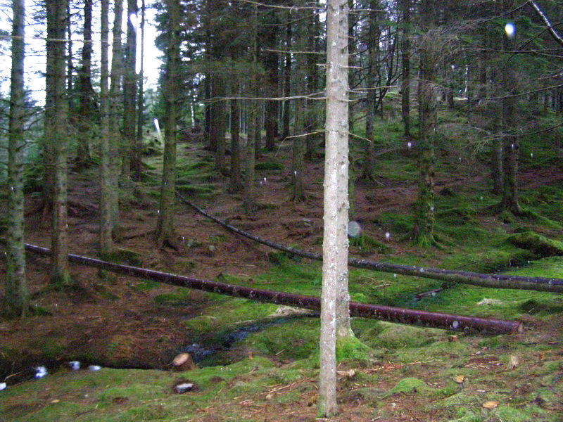 Норвежская новогодняя история...