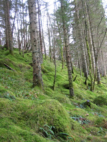 Норвежская новогодняя история...