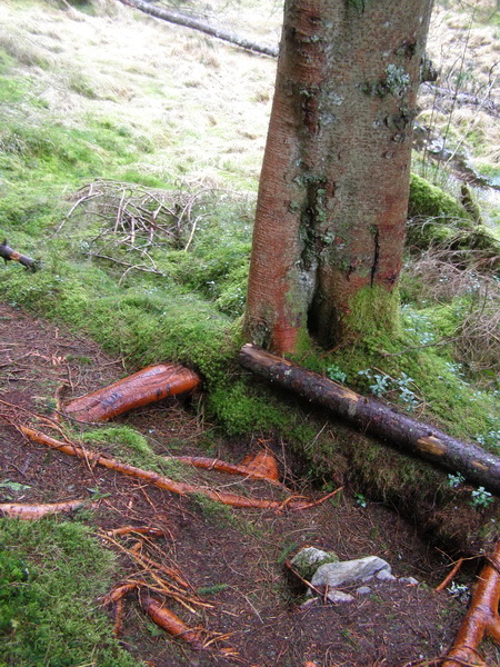 Норвежская новогодняя история...