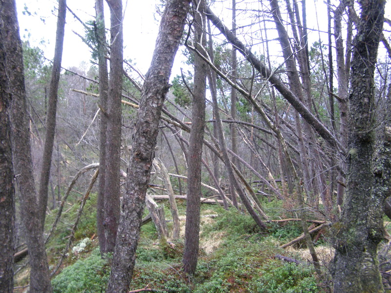 Норвежская новогодняя история...